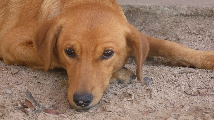 jpg.pies do adopcji łęczyca