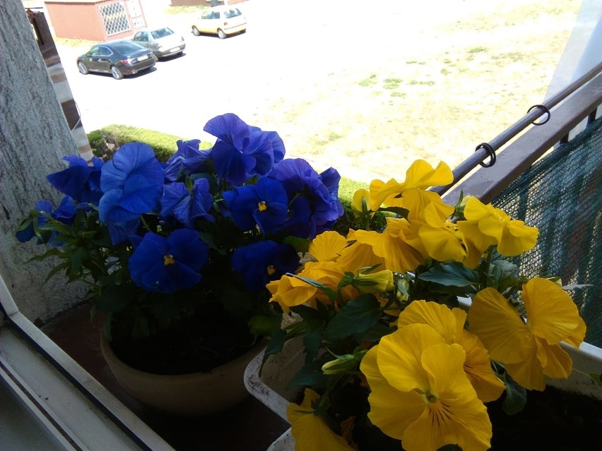 Pierwsze, wiosenne kwiaty Czytelników. Ślijcie zdjęcia, a...