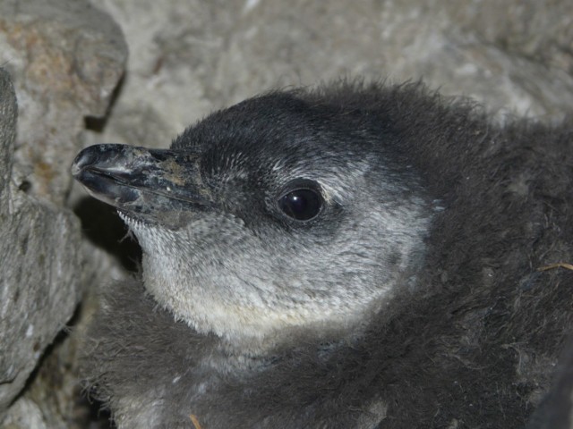 Mały pingwin w płockim zoo