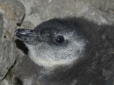 Mały pingwin w płockim zoo ma już dwa miesiące