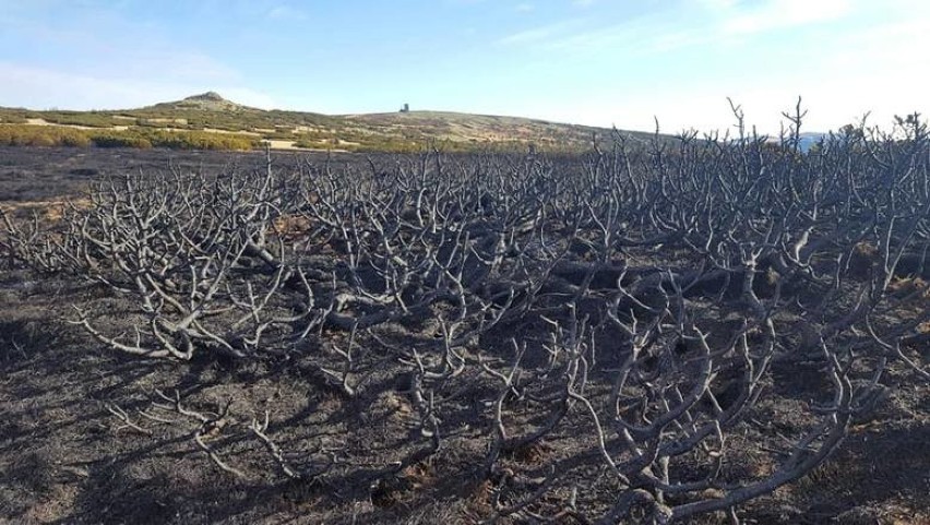 Pożar w Karkonoszach strawił 10 hektarów terenu po czeskiej...