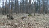 Wyjątkowa historia wilka bez jednej łapy. Mieszka w lesie pod Częstochową. ZOBACZCIE FILM