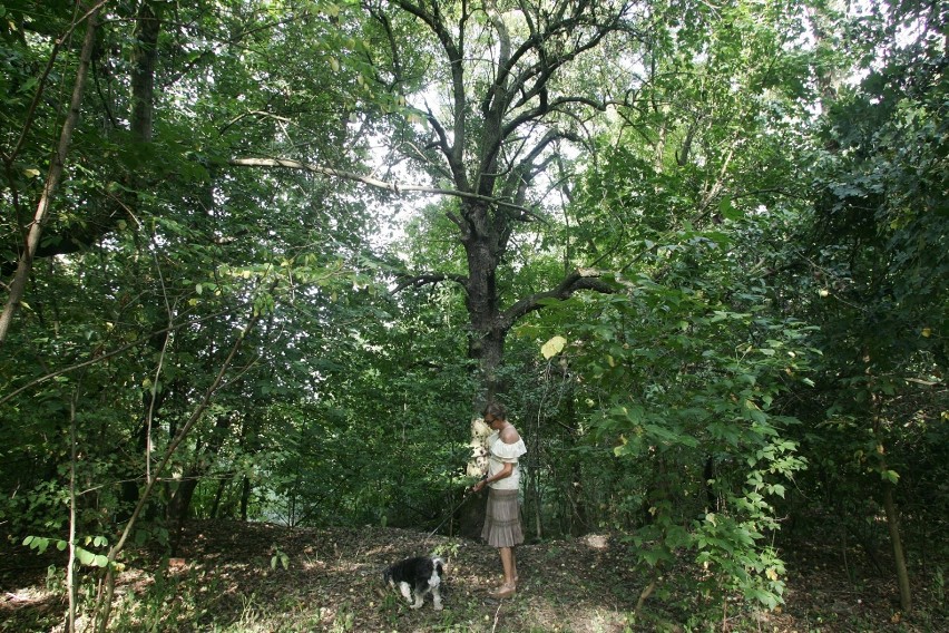 Najstarszym drzewem owocowym jest grusza w Lasku Złotoryjskim , ma 200 lat. To naprawdę okazały okaz!