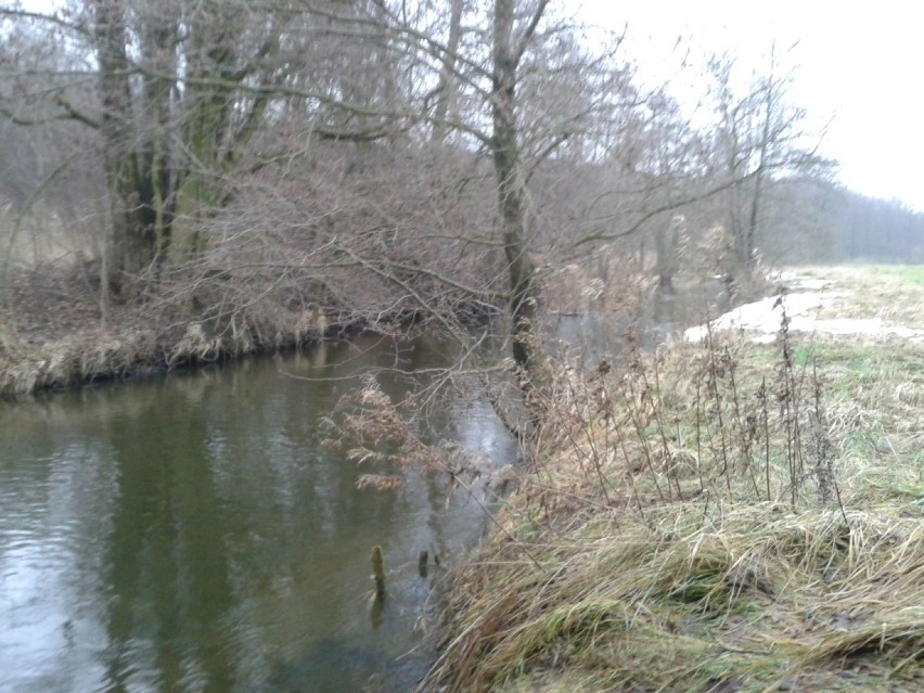 Spływ kajakowy rzeką Wierzycą