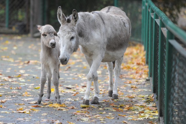 Osiołek Tabu i jego rodzice w Starym Zoo