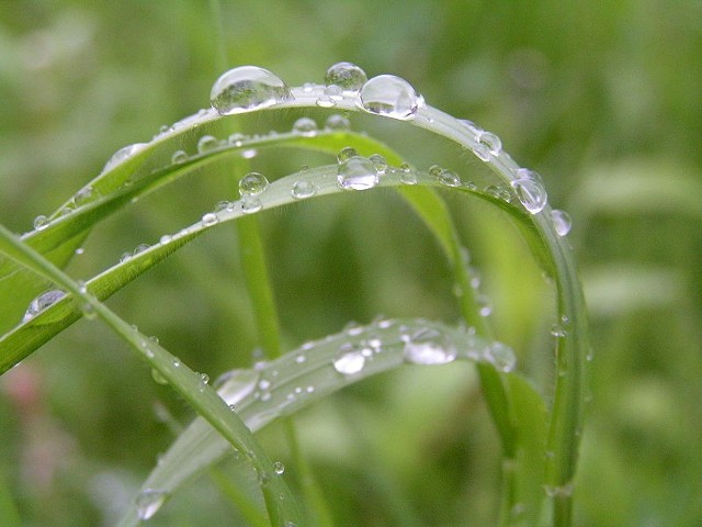 Źródło: http://commons.wikimedia.org/wiki/File:Rain_on_grass2.jpg