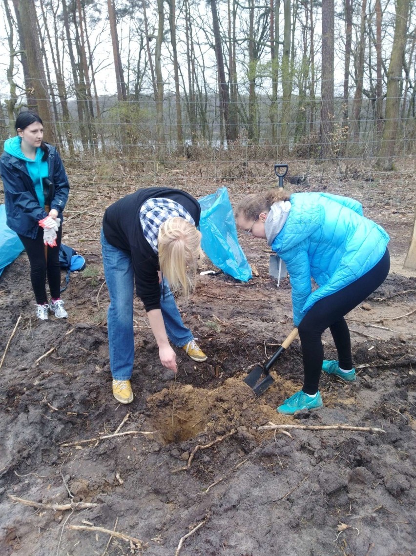 Licealiści sadzili las pod Kolnem - 1800 drzew...