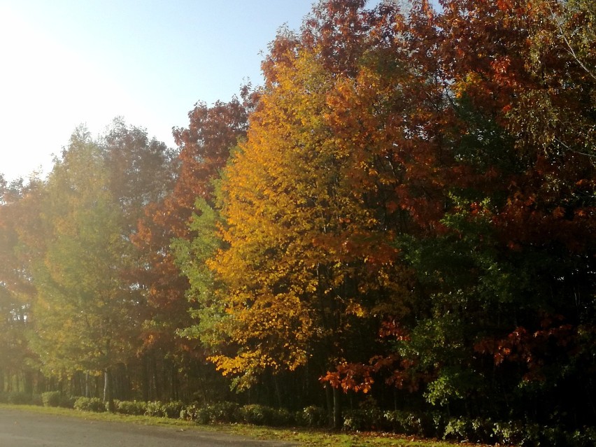 Dolina Trzech Stawów w barwach jesieni. Pięknie! ZDJĘCIA