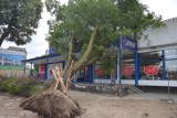 Silny wiatr przewrócił drzewo na market w Wejherowie [ZDJĘCIA]