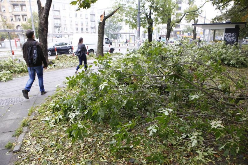 Spróchniałe drzewa niszczą samochody i zagrażają pieszym....