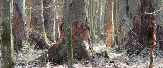 Zamarłe świerki w rezerwacie krajobrazowym im. Władysława Szafera