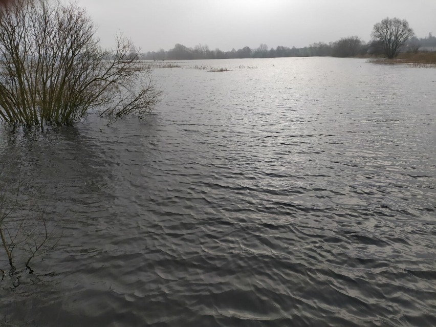 Podwyższony poziom wody na rzece Mała Wełna. Podtopienia ponad 100 hektarów łąk i pól