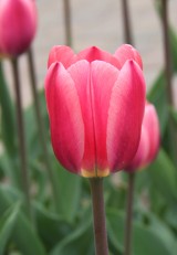 Elitarna kolekcja tulipanów. Jakie nazwiska?