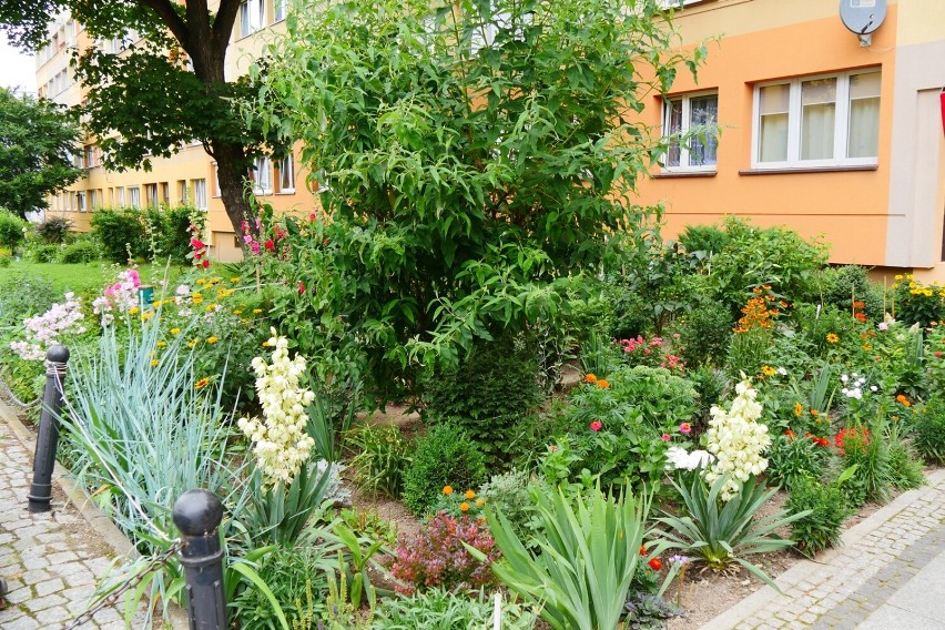 Wspaniałe ogrody pod blokami i kamienicami w Legnicy. Dzięki mieszkańcom te ogródki są zachwycające! Oazy spokoju w centrum miasta [ZDJĘCIA]
