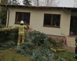 Gmina Skoki. Drzewo przewróciło się na budynek. Interweniowali strażacy 