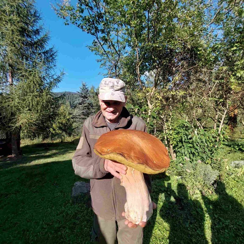 Grzyb gigant znaleziony na terenie Karpackiego Parku Narodowego - ok. 200 km. od granicy z Polską