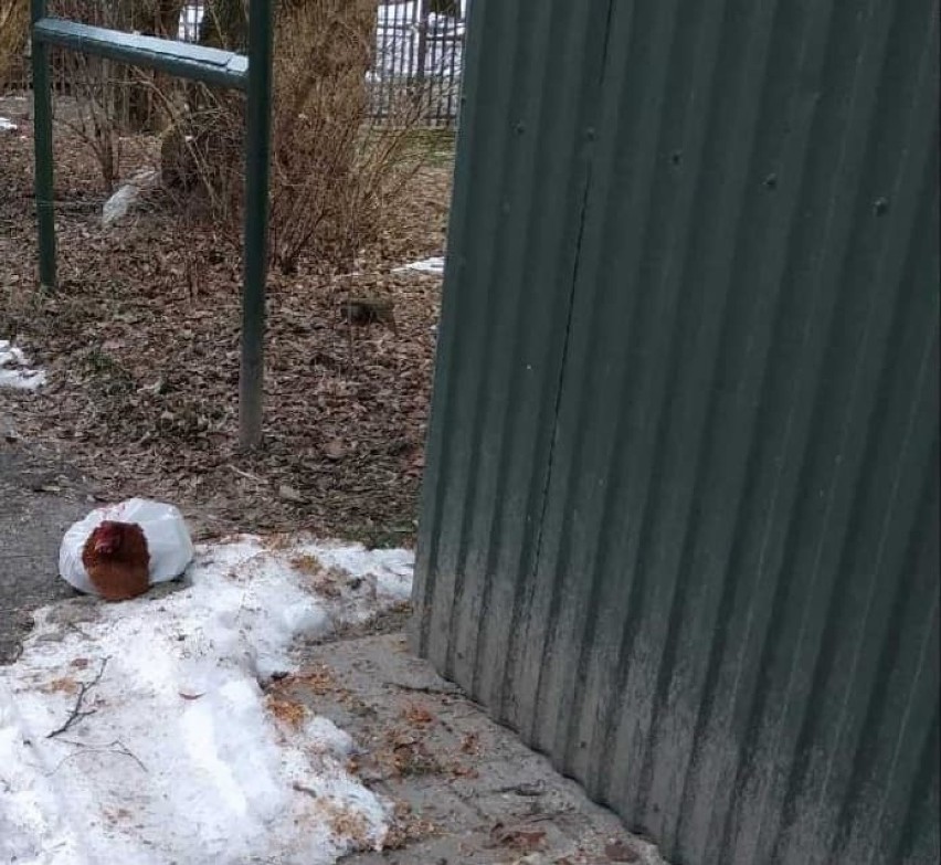 Kazia była skrępowana reklamówką. Kurę na miasteczku akademickim w Lublinie znalazł przechodzień