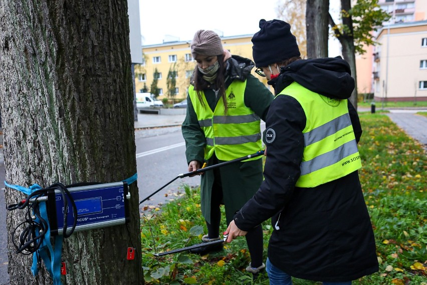 Badanie drzew w Szczecinie - tomograf wykazał, w jakim są stanie. Będzie wycinka? 