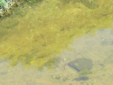 Ciekawe przyrodnicze odkrycie MM-kowicza. W Silnicy oprócz śmieci pływają też... ryby!