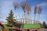 Chełm. Drzewa i krzewy ozdobią chełmskie parki oraz pasy drogowe  - zobacz zdjęcia