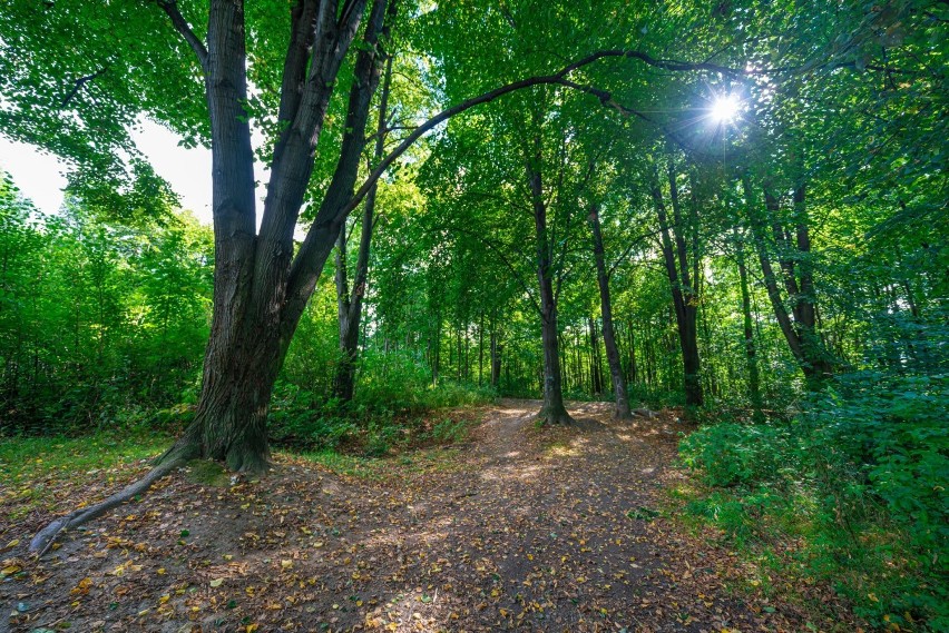 Nowy Sącz. Jest szansa, na utworzenia Parku Nawojowskiego. Radni i prezydent są na "tak" [ZDJĘCIA]