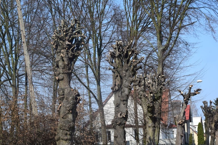 Drzewa na ulicy Kościuszki