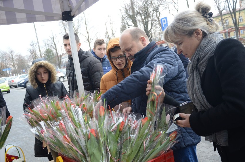 Barwne tulipany cieszyły się dużym zainteresowaniem ze...