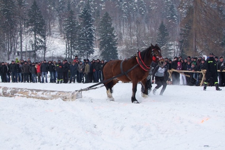 Węgierska Górka: Międzynarodowe Zawody Furmanów 2013 [ZOBACZ ZDJĘCIA]