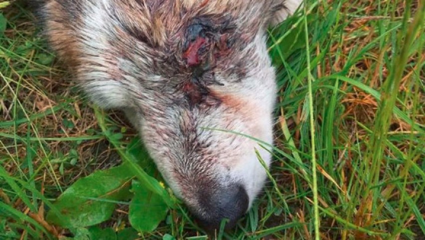 Szok! Ktoś strzelał do bezbronnego psa. Leżał półżywy na boisku w Kochcicach [DRASTYCZNE ZDJĘCIA]