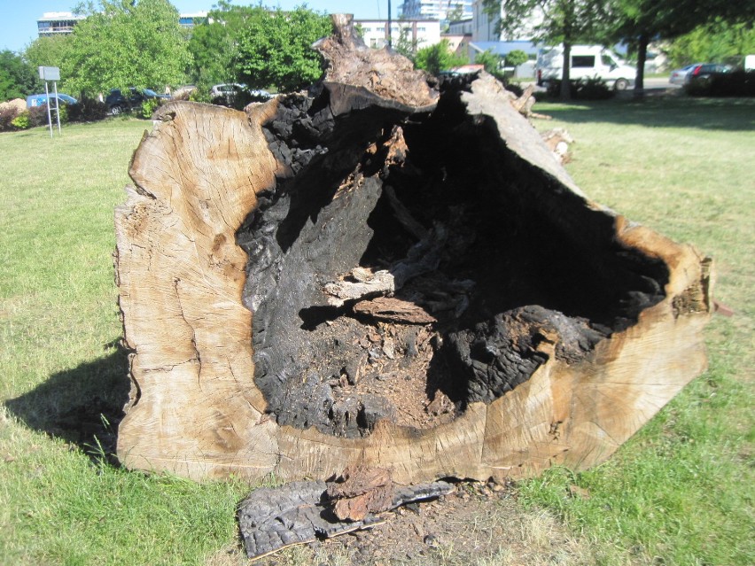 Nieznany sprawca podpalił pień "baobabu" z placu Litewskiego 