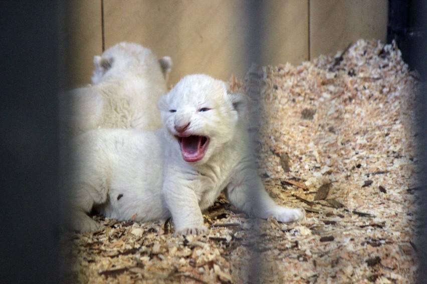 ZOO Safari w Borysewie, na świat przyszły białe lwiątka i...