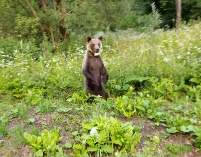 Niedźwiedzica wciąż krąży wokół Sanoka. Jeśli nie nauczy się żyć w lesie może czekać ją smutny koniec