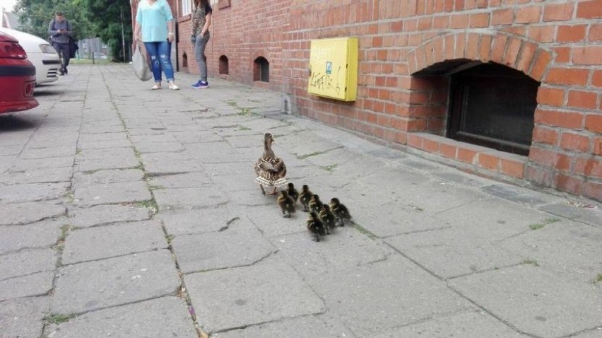 Kacza rodzina wstrzymała ruch w centrum Poznania