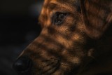 Na Wilczaku w Bydgoszczy mężczyzna bije psa - nagranie trafiło do sieci [wideo]