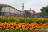 W Tychach jest pięknie. Kwitnie ponad 18 tys. kwiatów. Zobaczcie zdjęcia