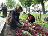 Jest już kwietny datownik na al. Henryka Sienkiewicza w Słupsku!