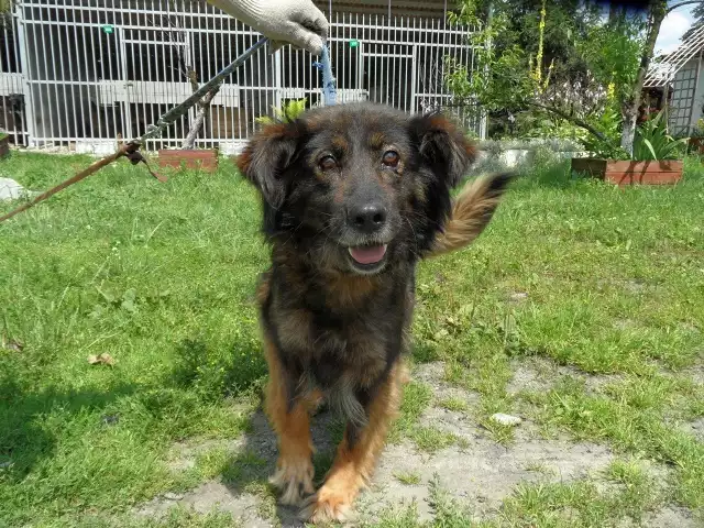 Młoda suczka, około 3 lat, wesoła, łagodna, lubi dzieci. Nieco płochliwa. Trzeba trochę czasu jej poświęcić, aby znów zaufała człowiekowi.