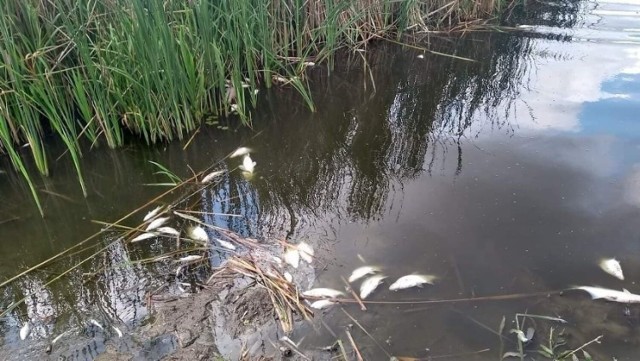 W Noteci pod Inowrocławiem natrafiono na kilkaset śniętych. Próbki wody z rzeki pojechały już do laboratorium