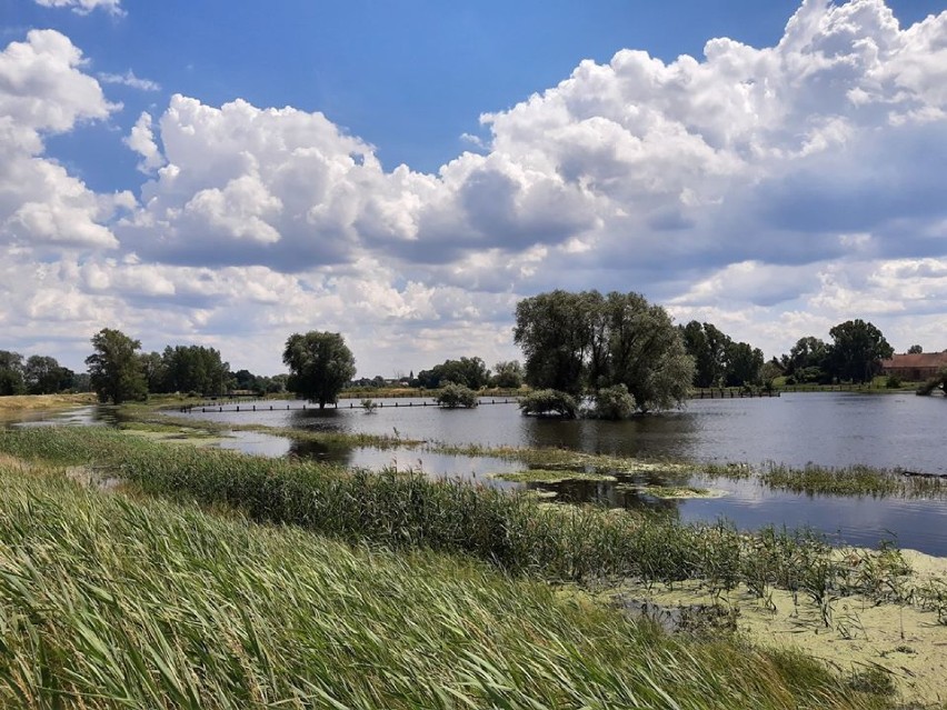 Okolice rzeki Czarna - 29.06.2020