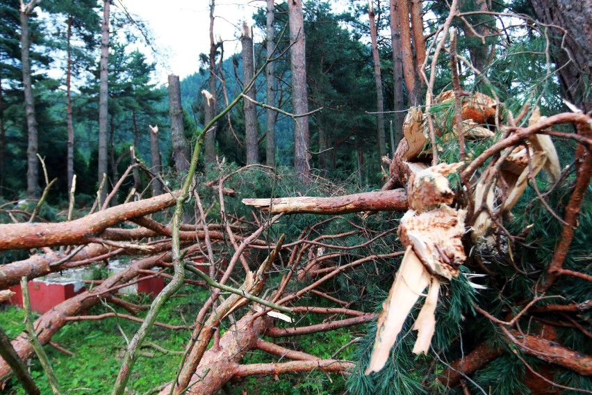 Piwniczna. 40 sekund horroru. Dobę po katakliźmie zniszczony las przeraża [ZDJĘCIA, WIDEO]