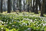 Dywan kwiatów w Parku Miejskim w Sławie. Można go podziwiać od strony Radzynia. Zdjęcia