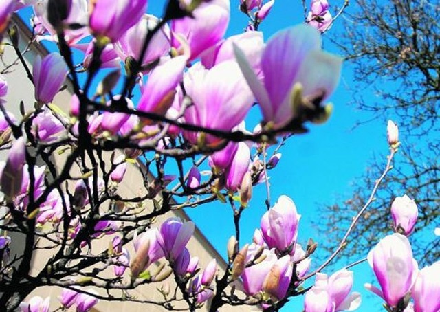 Na krzewach magnolii przy ul. Promienistej w Poznaniu pojawiły się pąki kwiatów