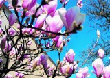 Kwitnące magnolie zwiastują pełnię wiosny w Poznaniu