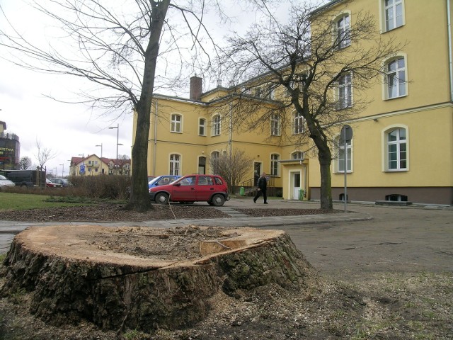 Topola była charakterystycznym elementem w krajobrazie Pruszcza Gdańskiego