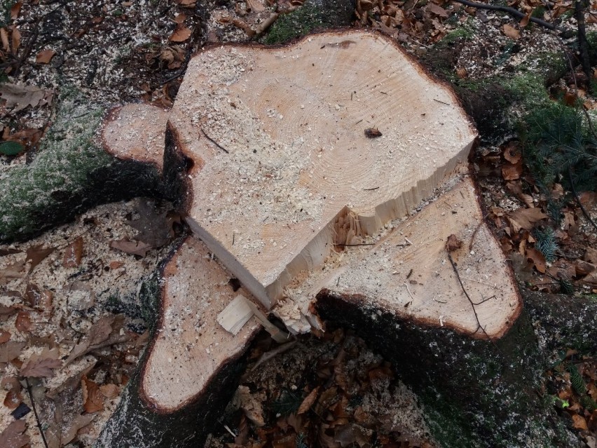Masowa wycinka drzew w bielskim Cygańskim Lesie. Mieszkańcy są oburzeni [ZDJĘCIA]