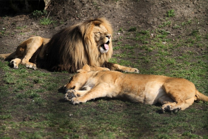 Wybieg dla lwów we wrocławskim zoo - zdjęcie ilustracyjne