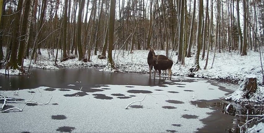 Kamery kaliskiego pasjonata zarejestrowały ciekawe chwile z życia leśnych zwierząt. WIDEO