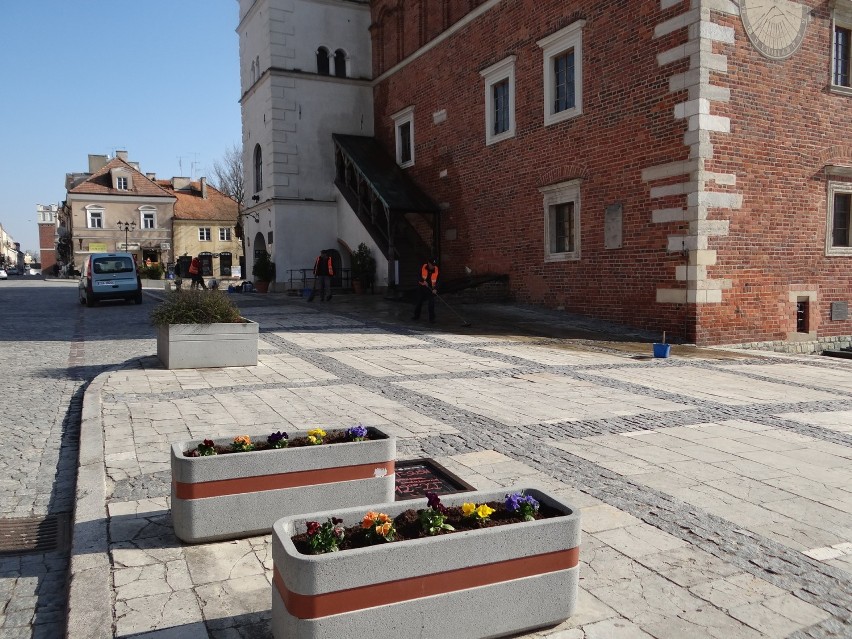 Sandomierz przygotowuje się do sezonu turystycznego - miasto tonie w bratkach 