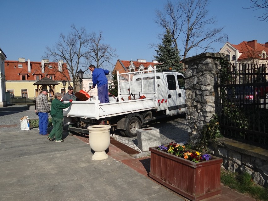 Sandomierz przygotowuje się do sezonu turystycznego - miasto tonie w bratkach 