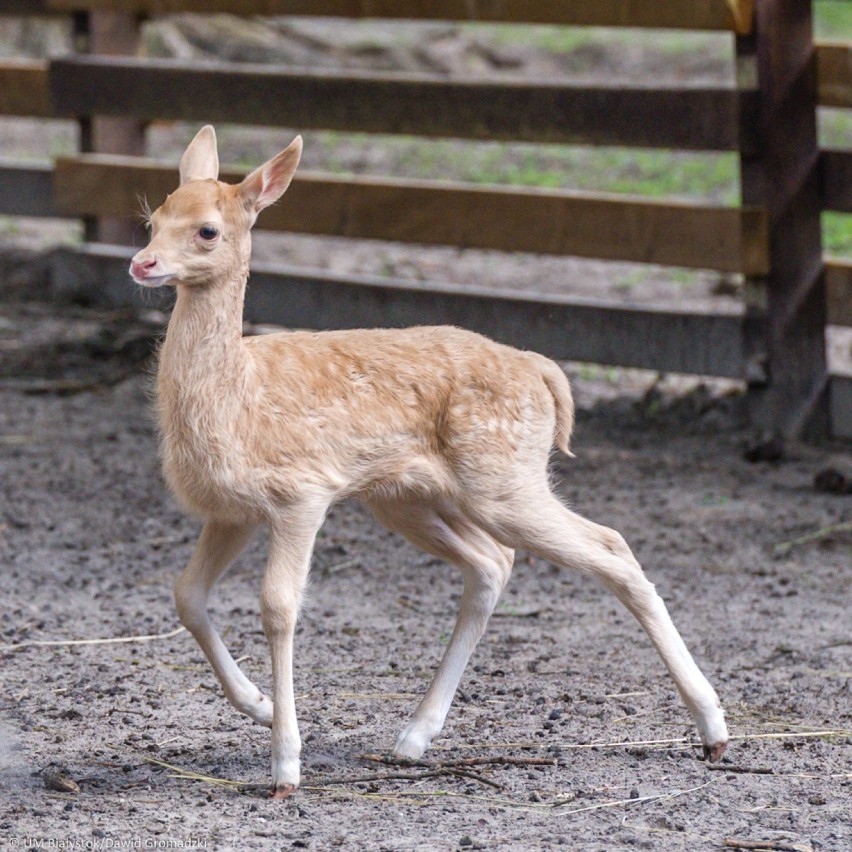 Akcent ZOO. Jak ma na imię mały daniel? [FOTO]